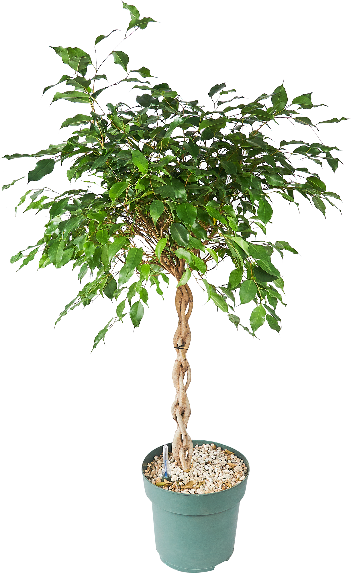 Изображение товара Фикус Бенджамина Росток, 110 см, зеленые листья, 24 см горшок