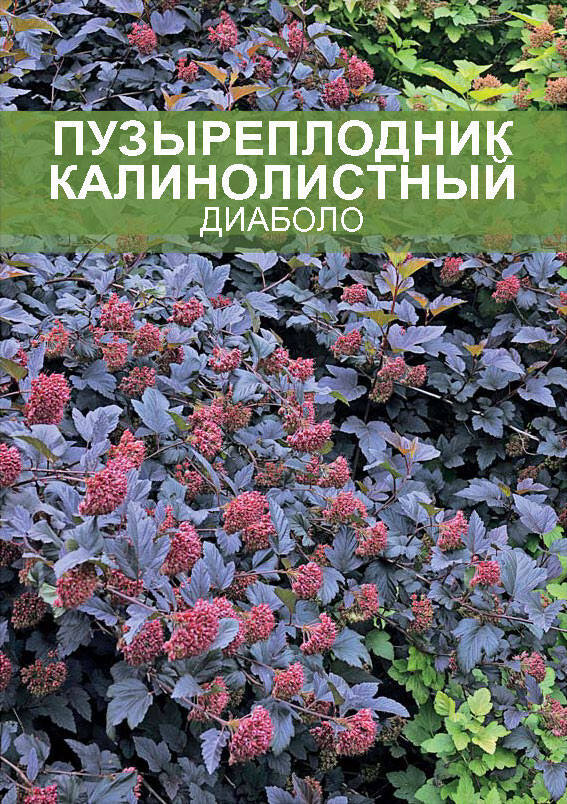 Изображение товара Цветущий пузыреплодник Диабло 35 см, яркая однолетняя декоративная культура