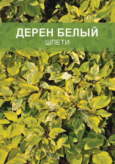 Изображение товара Дерен белый Шпети - декоративный кустарник для ландшафтного оформления