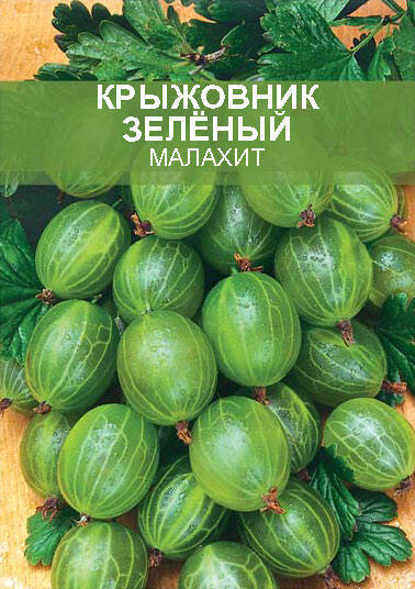 Изображение товара Крыжовник Малахит ø15 h50 см Изображение товара Крыжовник Малахит ø15 h50 см