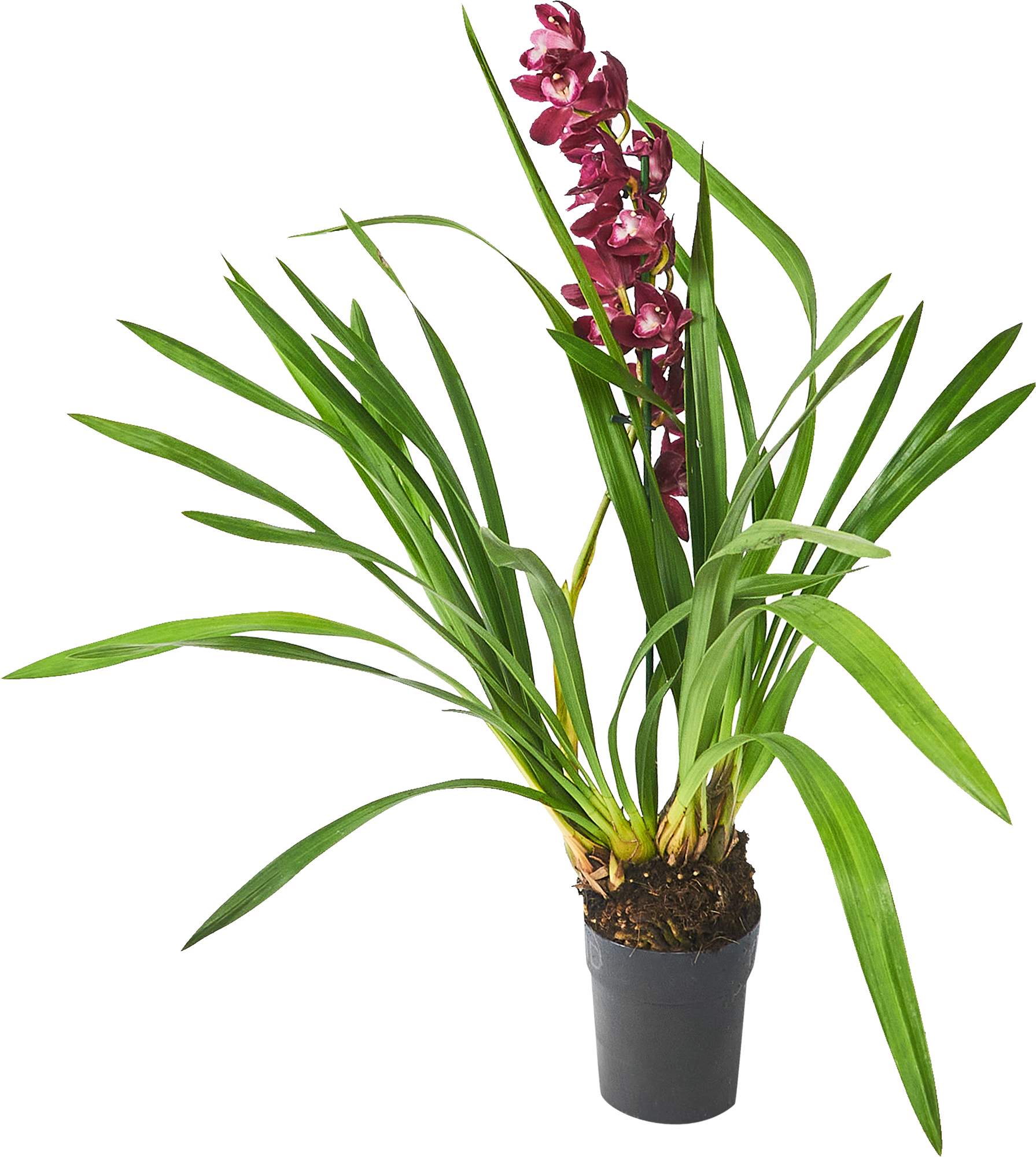 Изображение товара Цимбидиум Микс ø14 h85 см