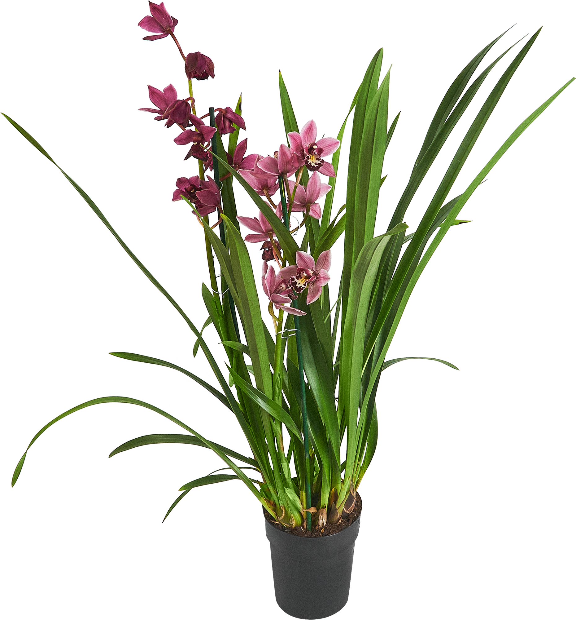 Изображение товара Цимбидиум микс ø14 h85 см