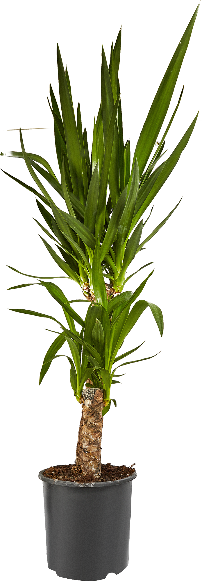 Изображение товара Юкка 2 ствола ø21 h80 см