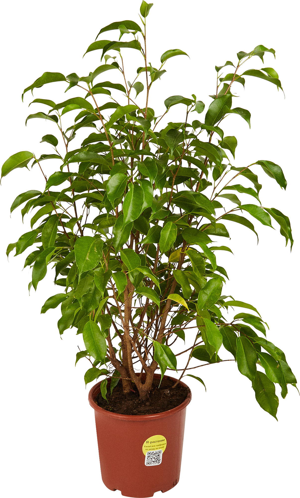 Изображение товара Фикус Наташа ø17 h100 см