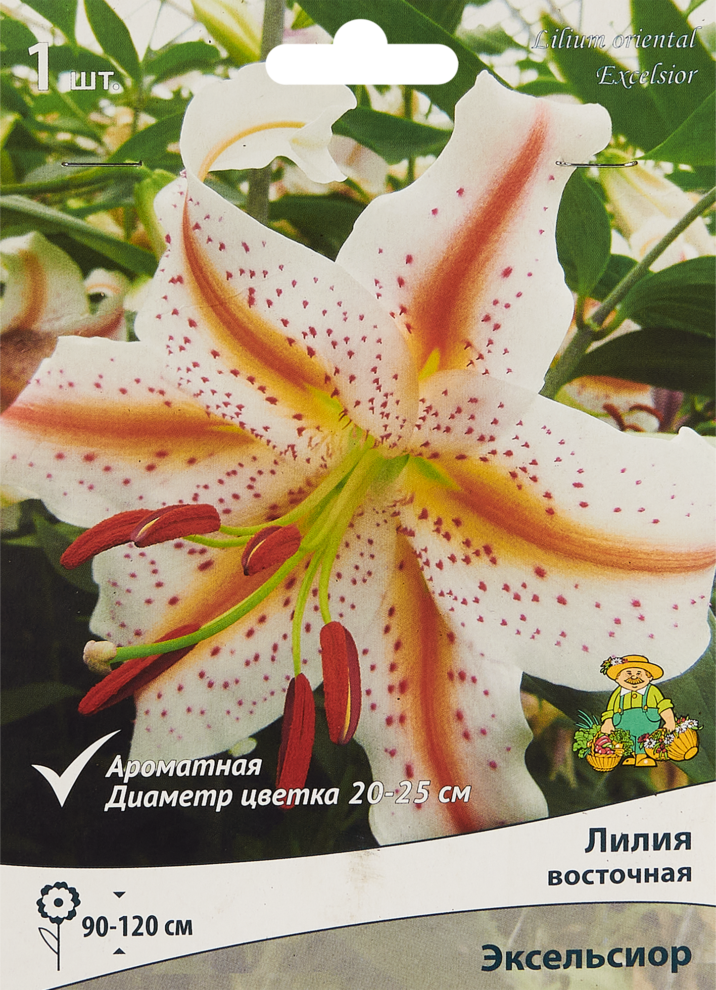 ЛилиявосточнаяЭксельсиор