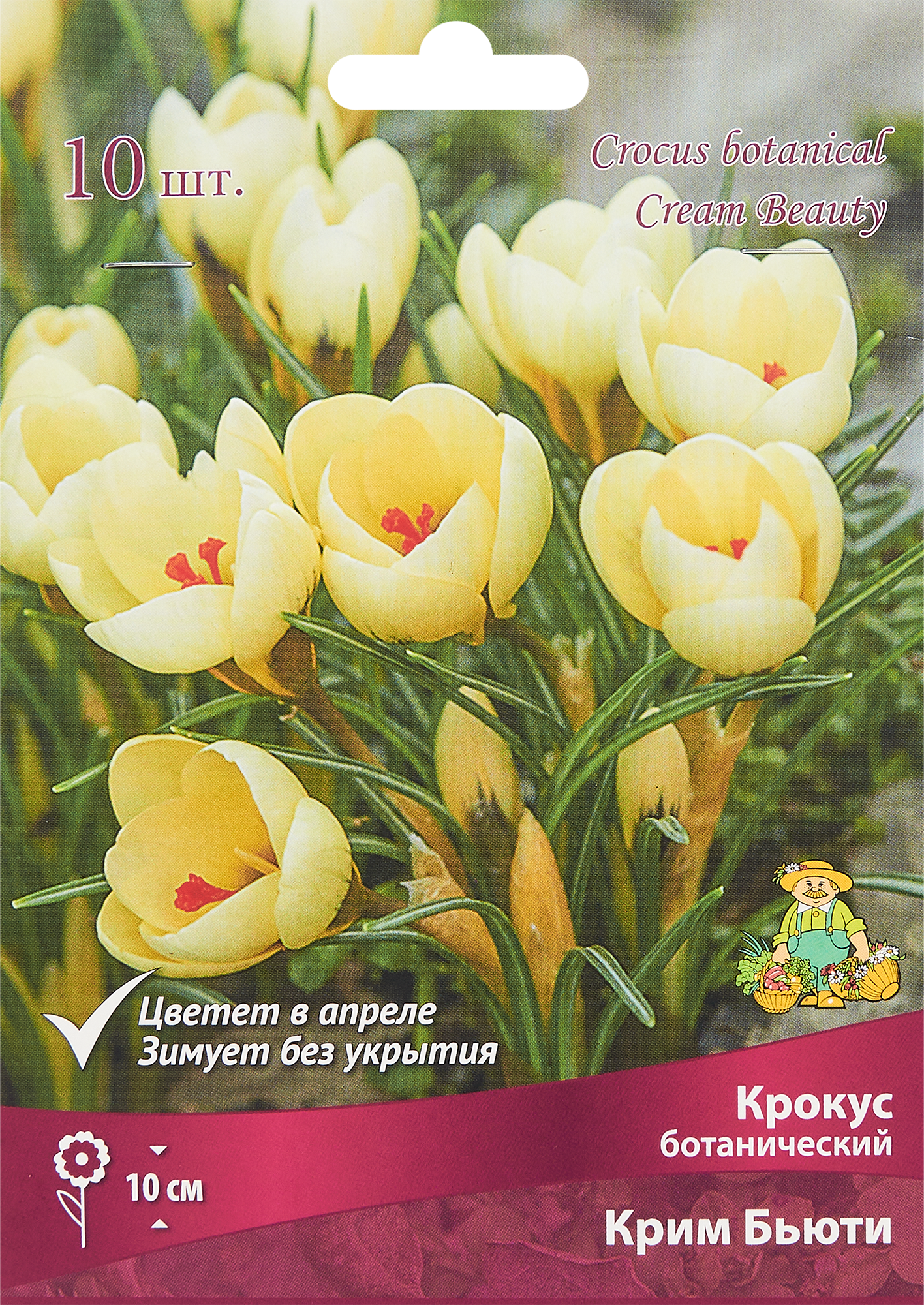 Изображение товара Крокус ботанический Крим бьюти луковица 5/7, 10 шт.