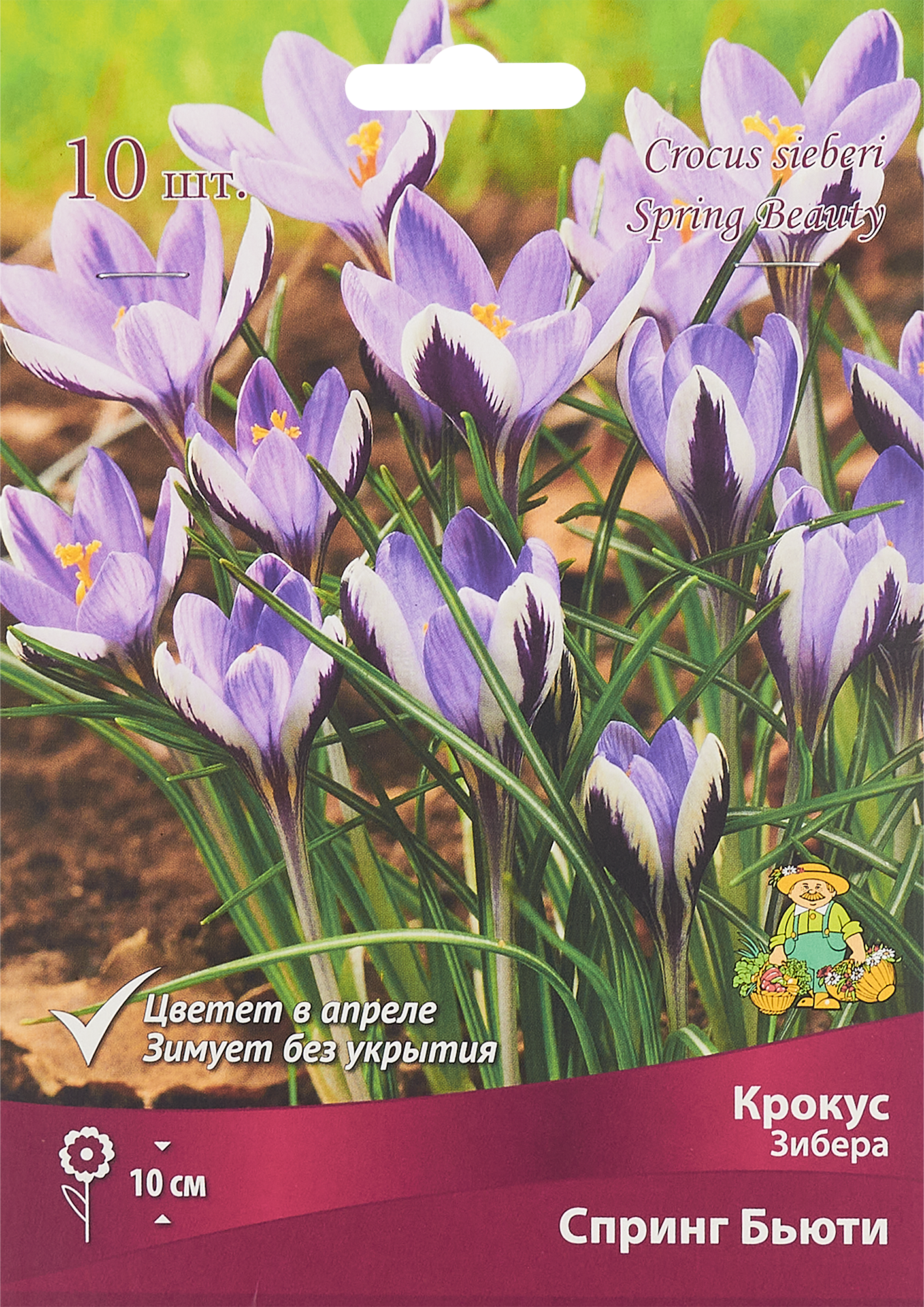Изображение товара Крокус Зибера Спринг бьюти луковица 5/7, 10 шт.