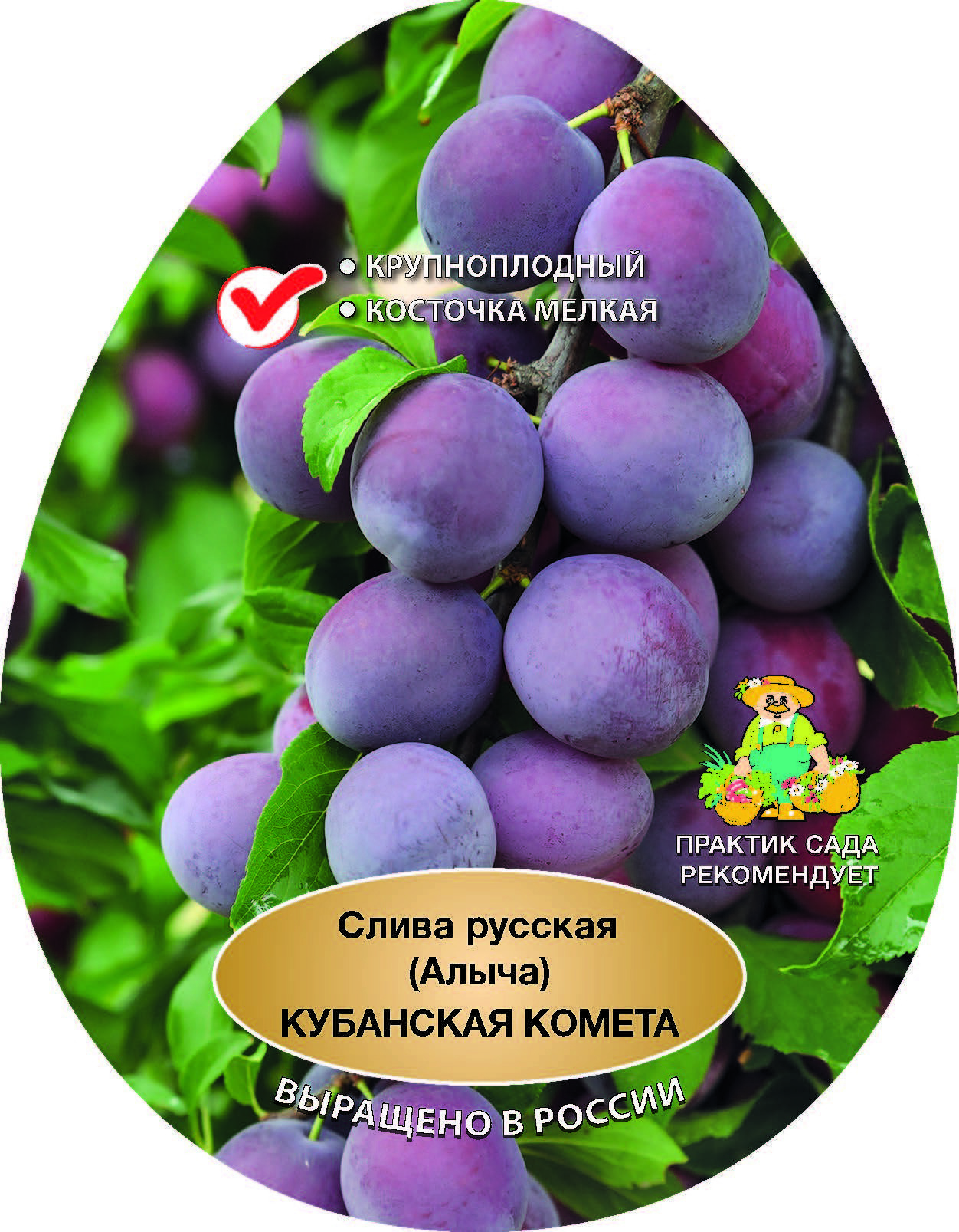 Изображение товара Слива русская Кубанская комета h90 см