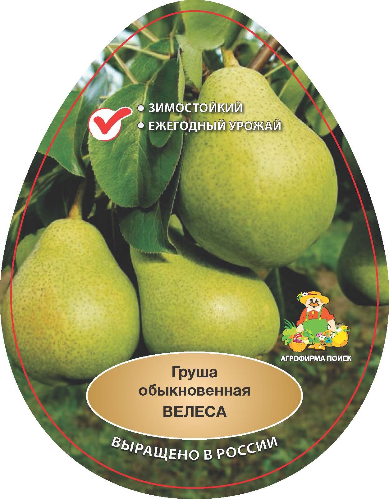 Изображение товара Груша Велеса h90 см