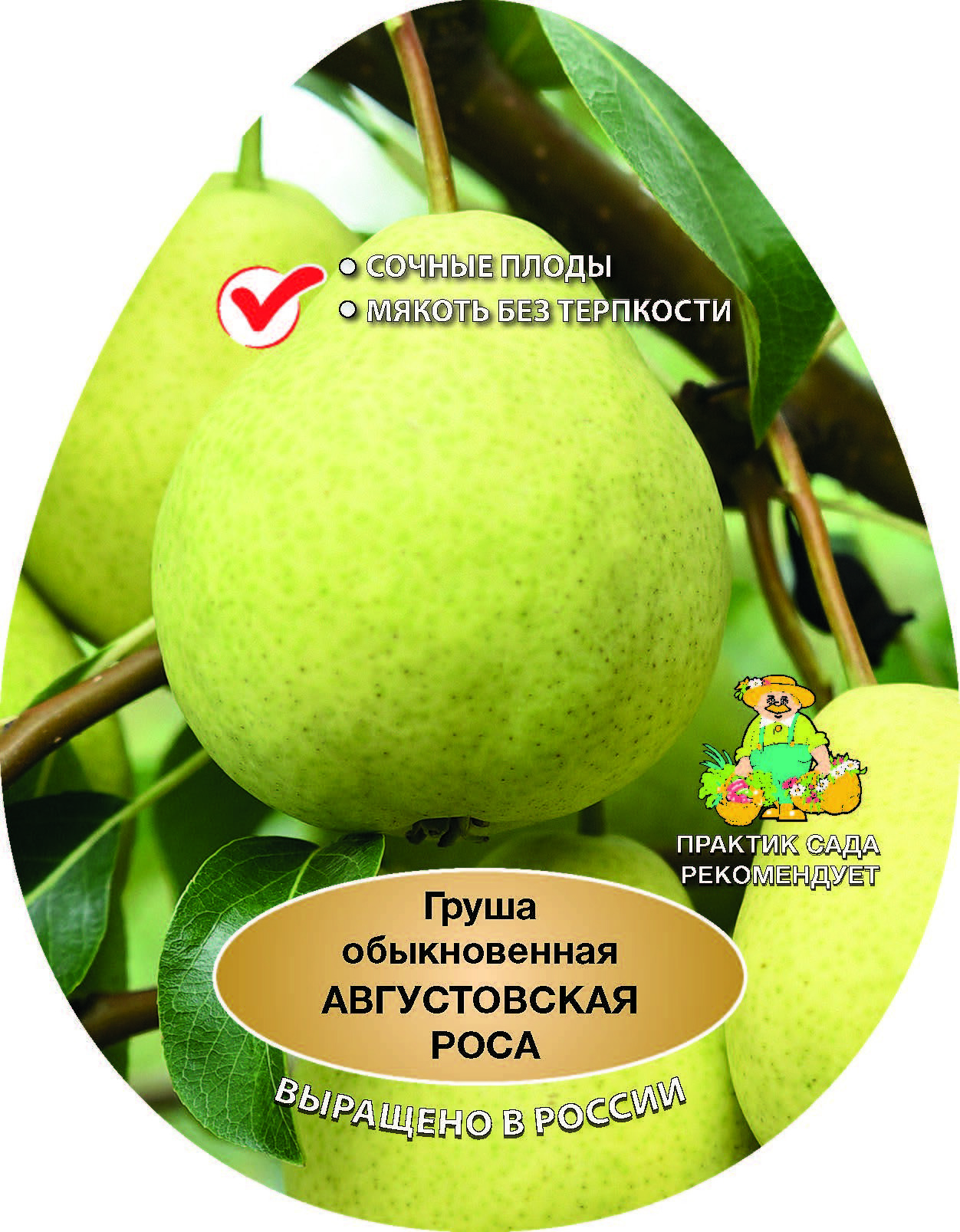 Изображение товара Груша Августовская сетка h180 см