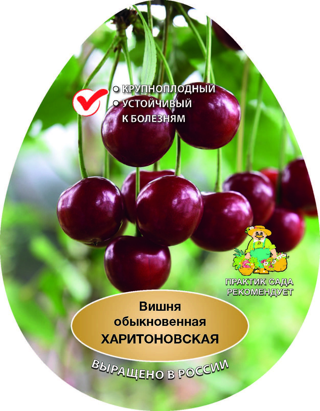 Изображение товара Вишня Харитоновская сетка h180 см