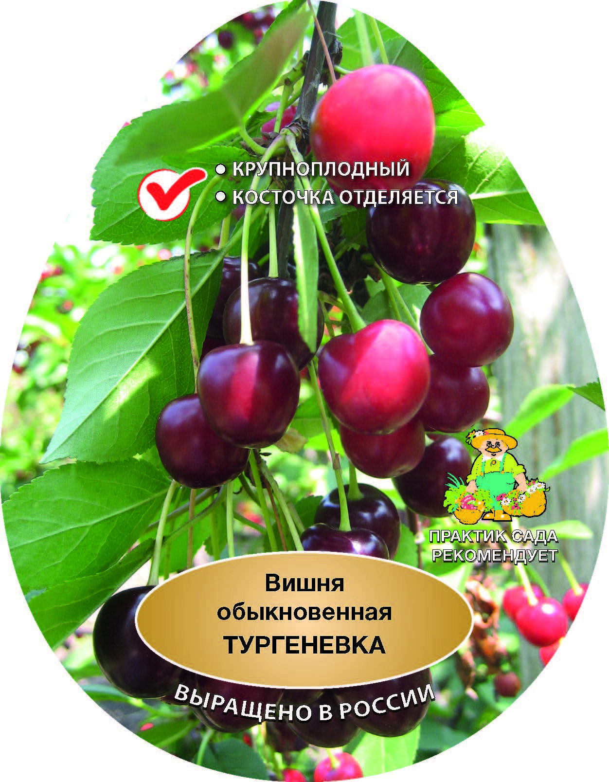 Изображение товара Вишня Тургеневка сетке h180 см Изображение товара Вишня Тургеневка сетке h180 см