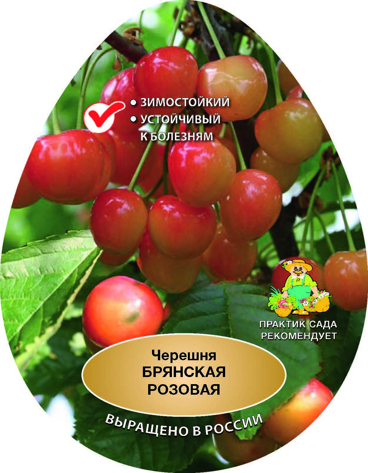 Изображение товара Черешня Брянская сетке h180 см