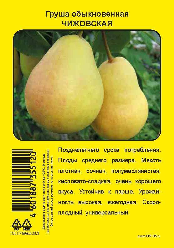 Изображение товара Груша Чижовская пакет h90 см