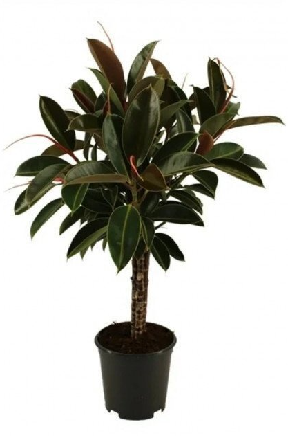 Изображение товара [Растение] Фикус Мелани [Декоративно-лиственное]
