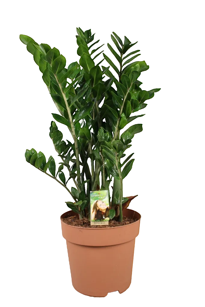 Изображение товара Замиокулькас микс ø30 h110 см