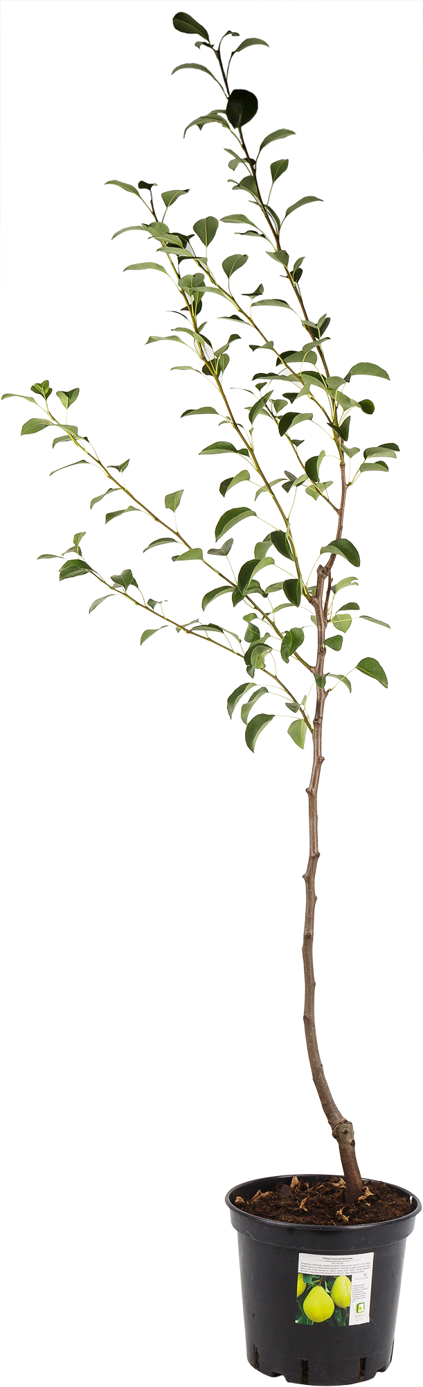 Изображение товара Груша «Кафедральная» 25x120 см