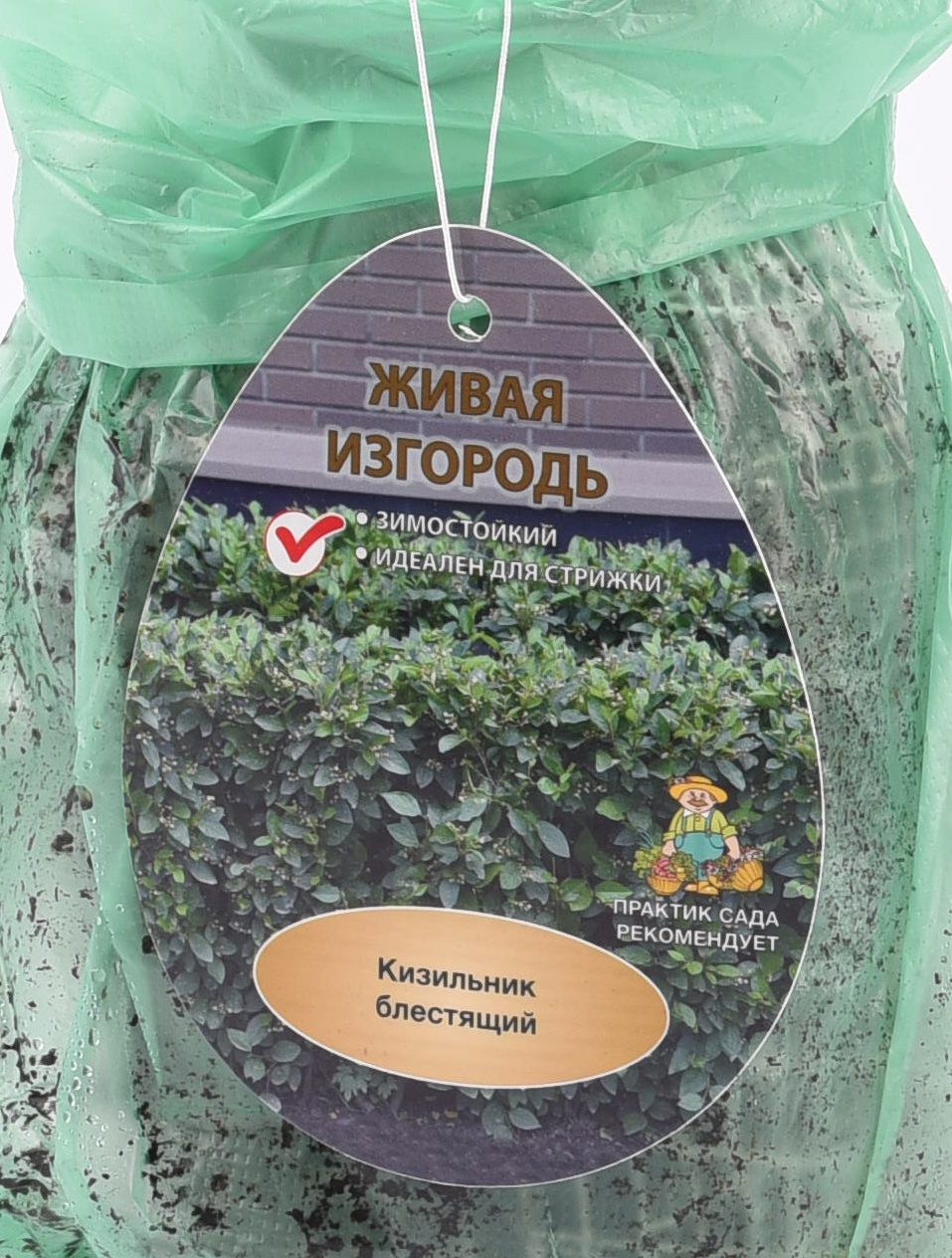 Изображение товара Кизильник Блестящий ø9 h39 см (3 шт) Изображение товара Кизильник Блестящий ø9 h39 см (3 шт)