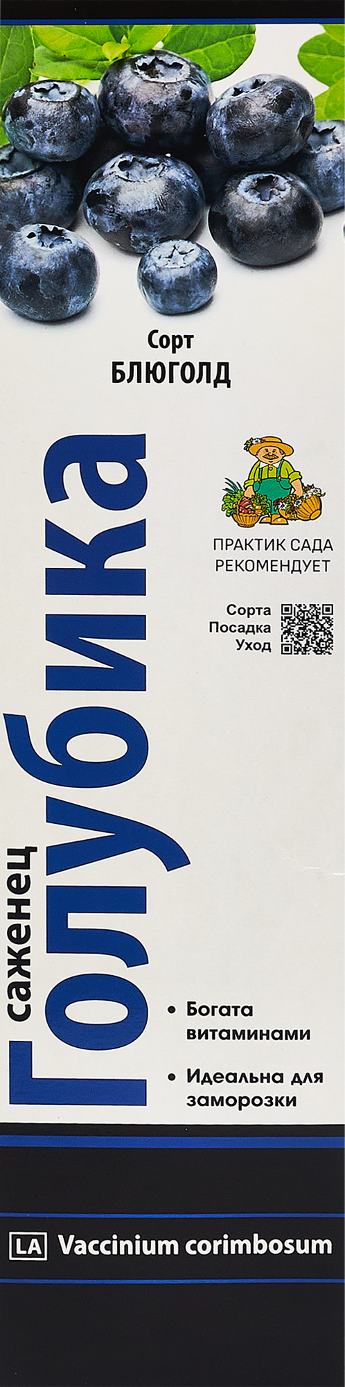 Изображение товара Голубика высокорослая Блюголд h40 см