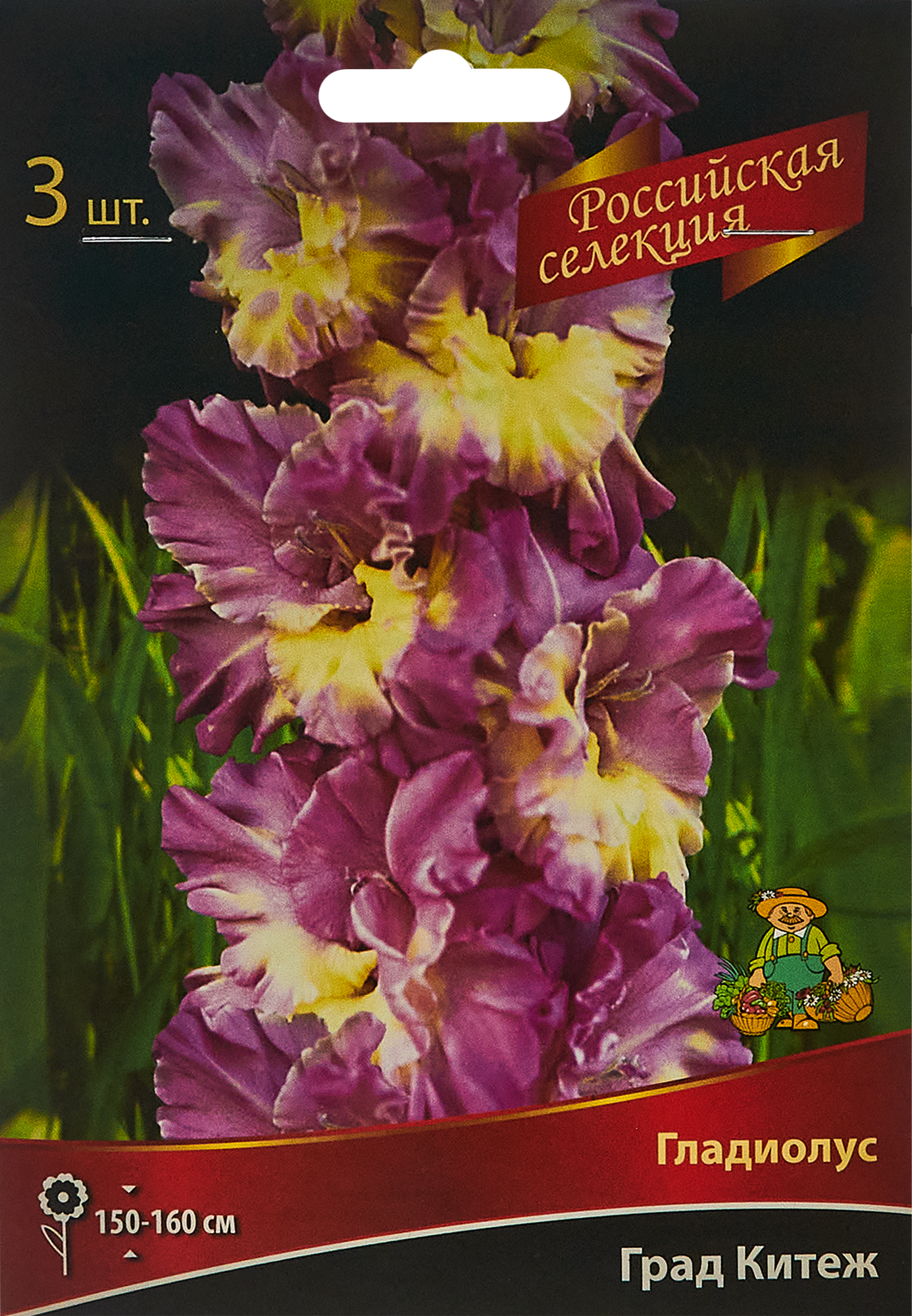 Изображение товара Гладиолус Град Китеж, 3 шт