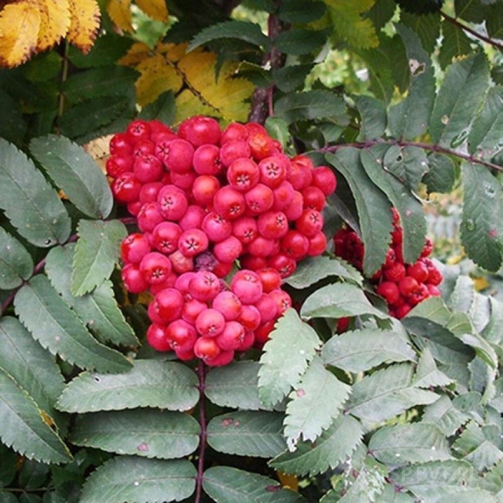 Изображение товара Рябина Сказочная пакет ø12 h120 см