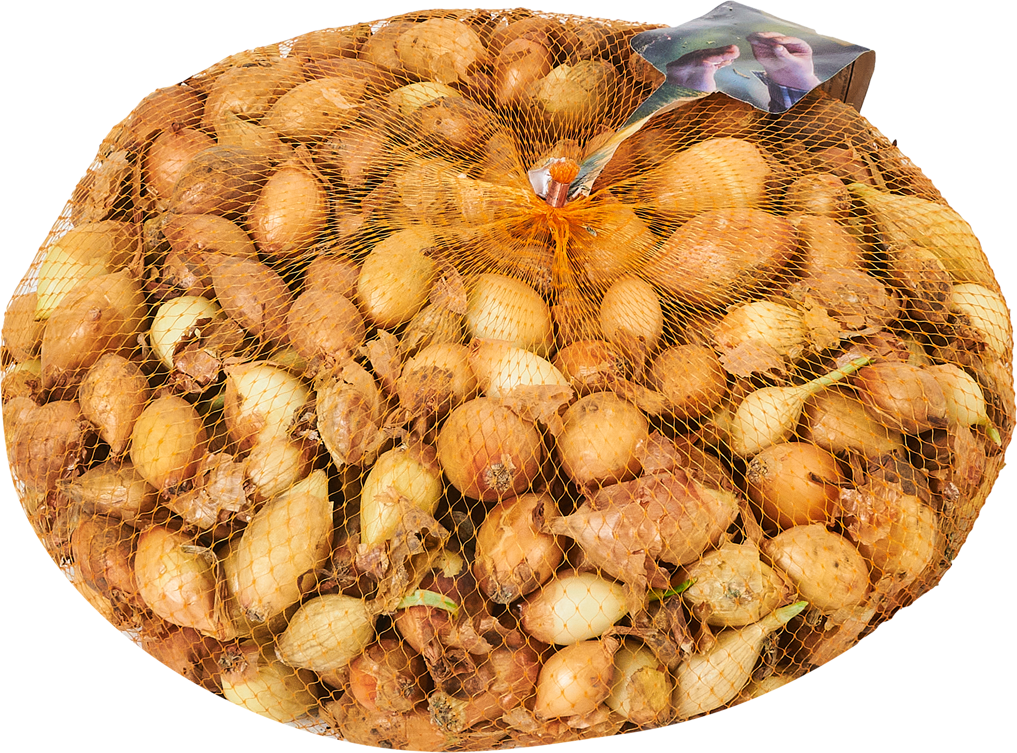 Изображение товара Лук-севок Стурон 21/24 1 кг