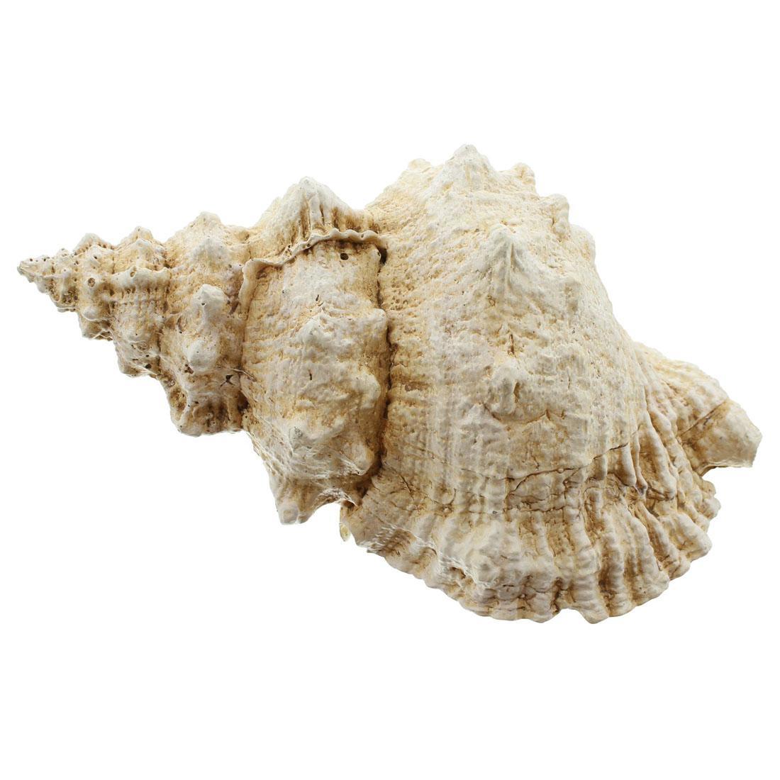 Изображение товара Декоративный предмет Frank Ракушка - гигант 07404