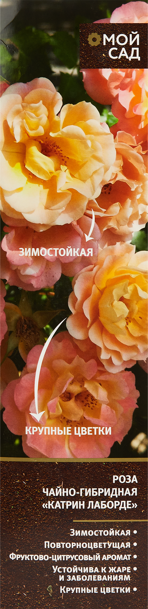 Изображение товара Роза чайно-гибридная Катрин Лаборде 9 см - яркое комнатное или уличное растение Изображение товара Роза чайно-гибридная Катрин Лаборде 9 см - яркое комнатное или уличное растение