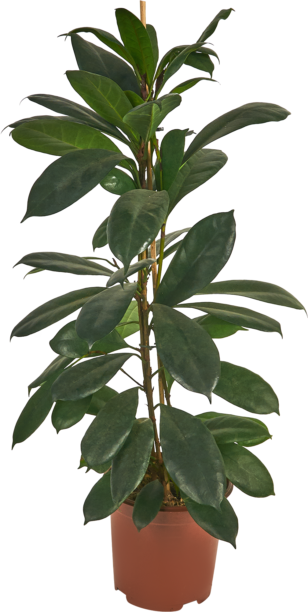 Изображение товара Фикус Циатистипула Sиатистипула 105 см, 21 см горшок