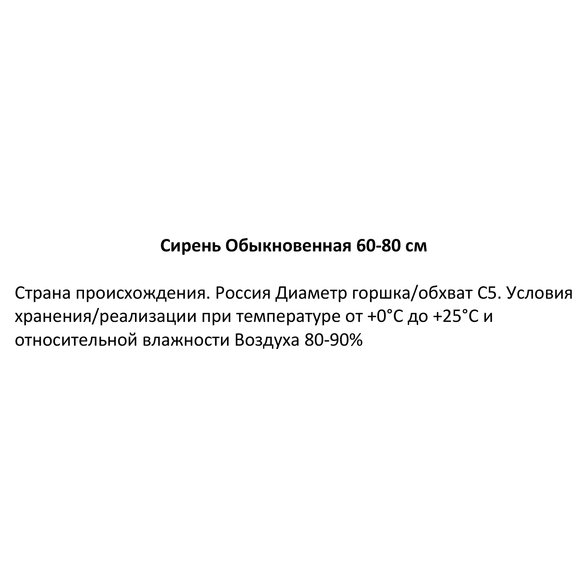 Изображение товара Сирень обыкновенная ø22.5 см h60-80 см Изображение товара Сирень обыкновенная ø22.5 см h60-80 см
