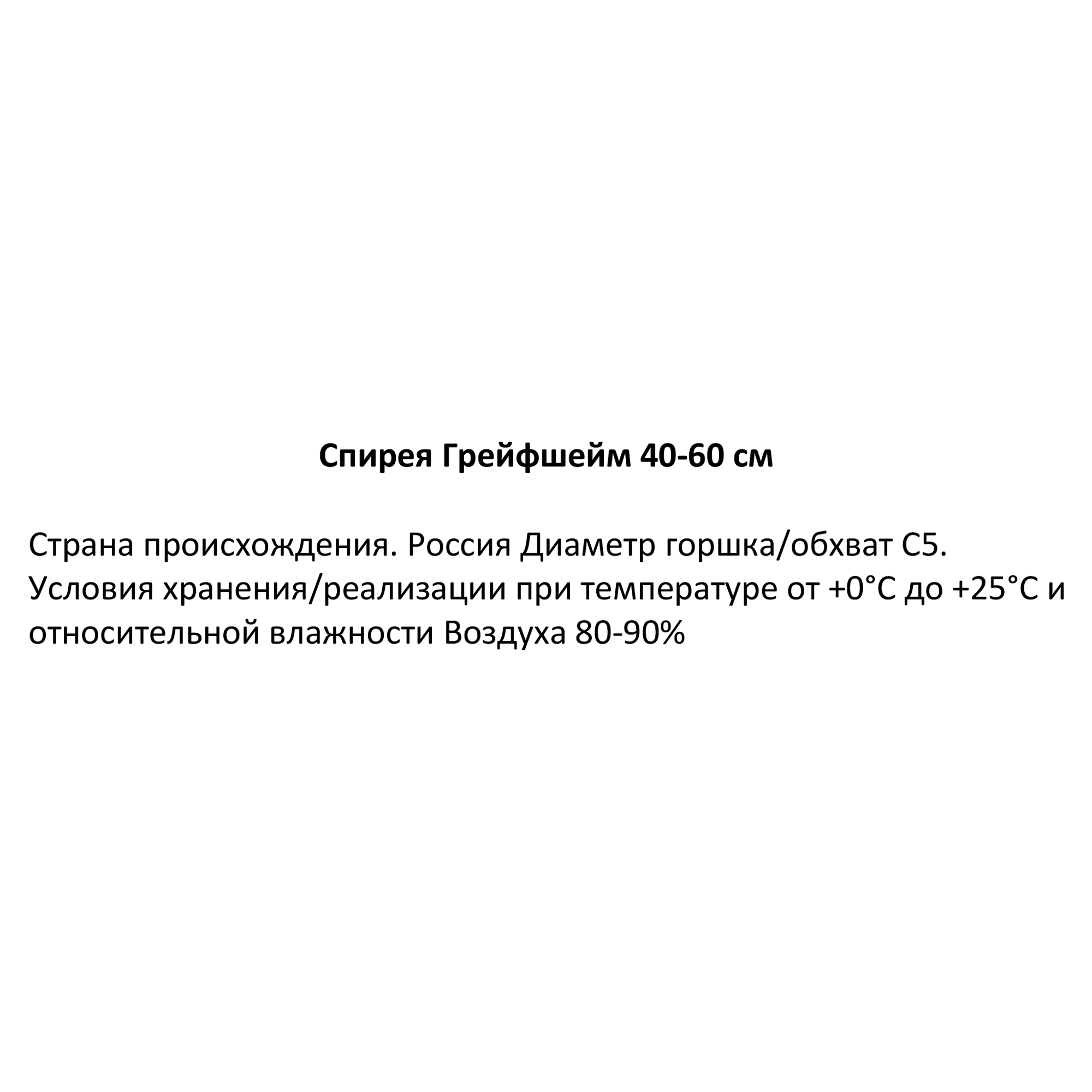 Изображение товара Спирея Грейфшейм ø22 h40-60 см