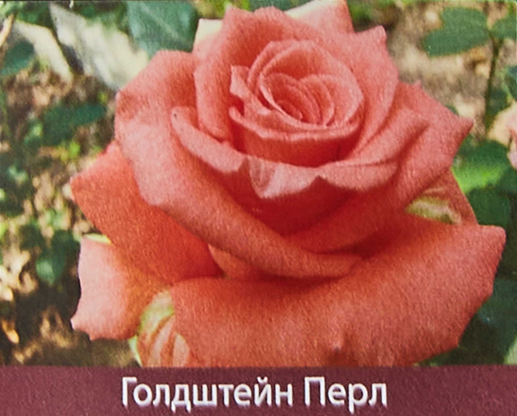 Изображение товара Роза чайно-гибридная Голдштерн Перл ø15 h30 см