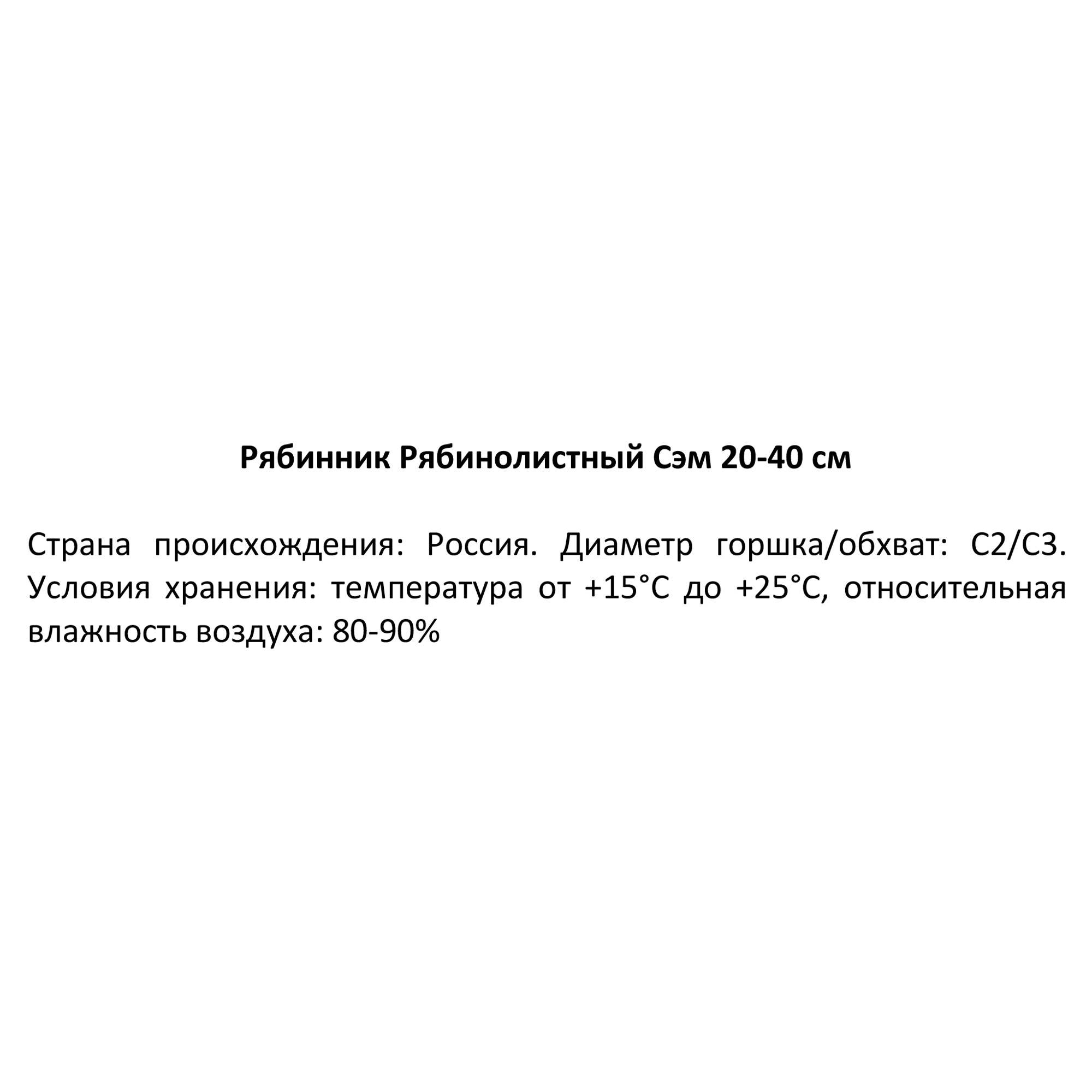 Изображение товара Рябинник Рябинолистный Сэм ø19 h20-40 см