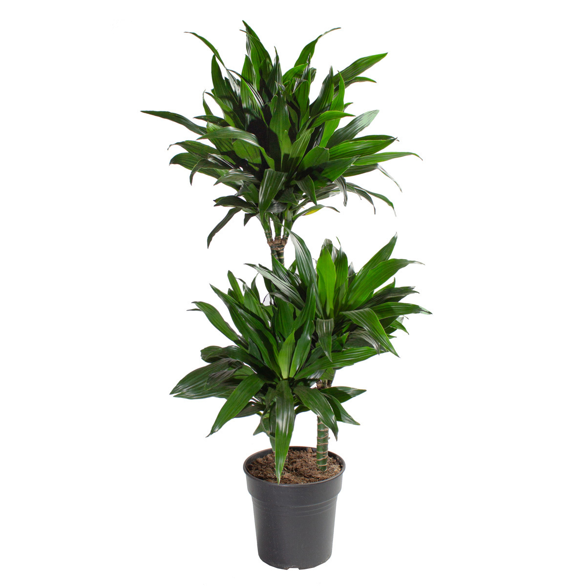 Изображение товара Комнатное растение Драцена Грин Джевел 80 см с зелеными листьями