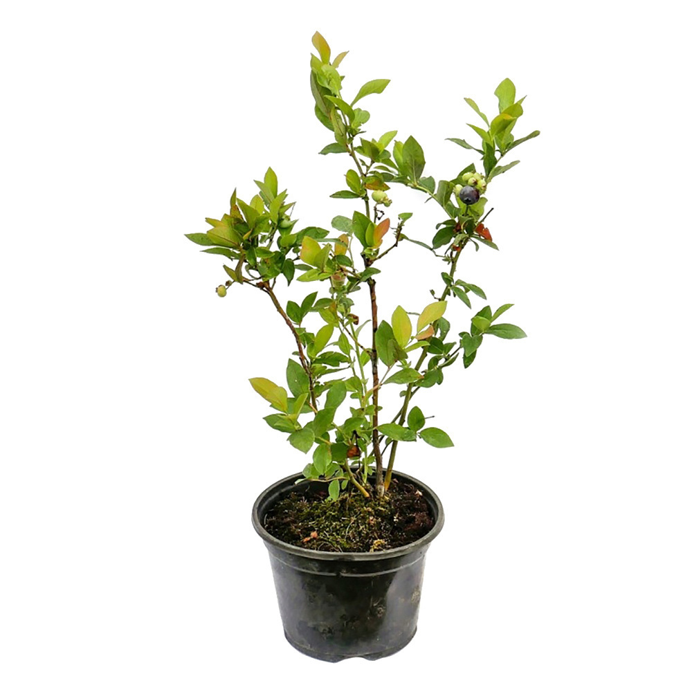 Жасырын камера жағажайдағы жас қыздар бейне