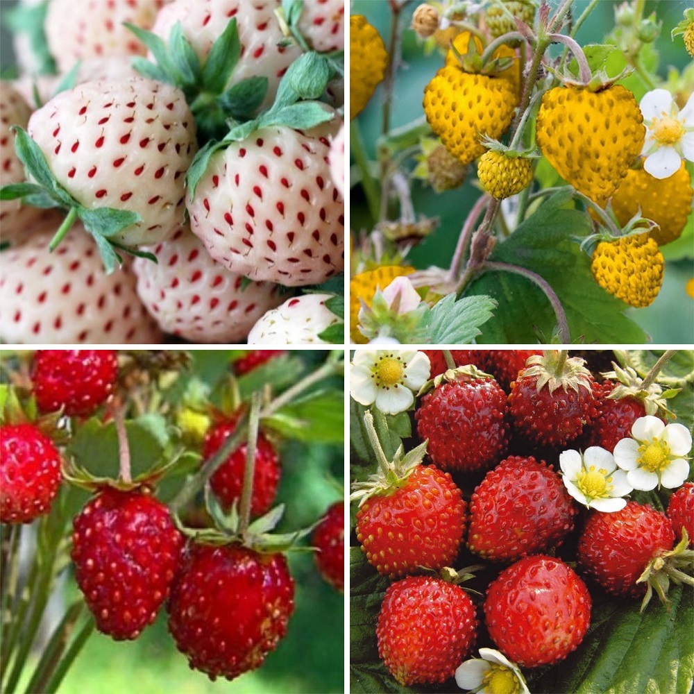 Орыстың əйелінің аузындағысын