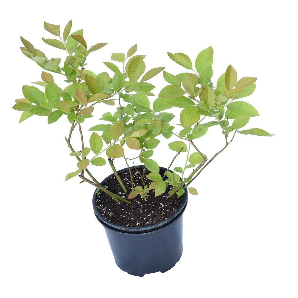 Кеуденің әлсіреген суреті Орыс той порно