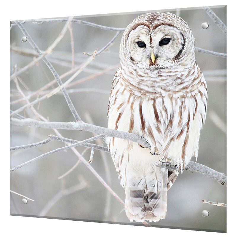 Изображение товара Декоративный кухонный фартук Borntoprint Сова 60x50x4 см закаленное стекло