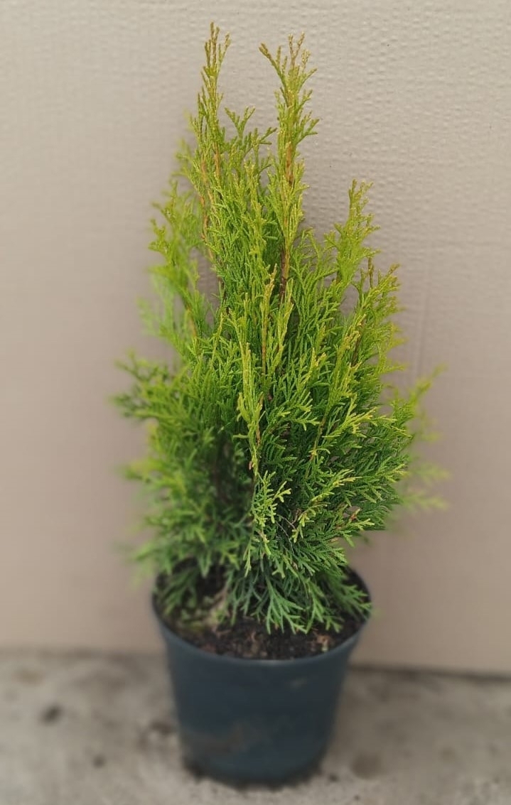 Изображение товара Туя западная Смарагд ø19 см h40-60 см - вечнозеленое хвойное дерево для ландшафтного дизайна