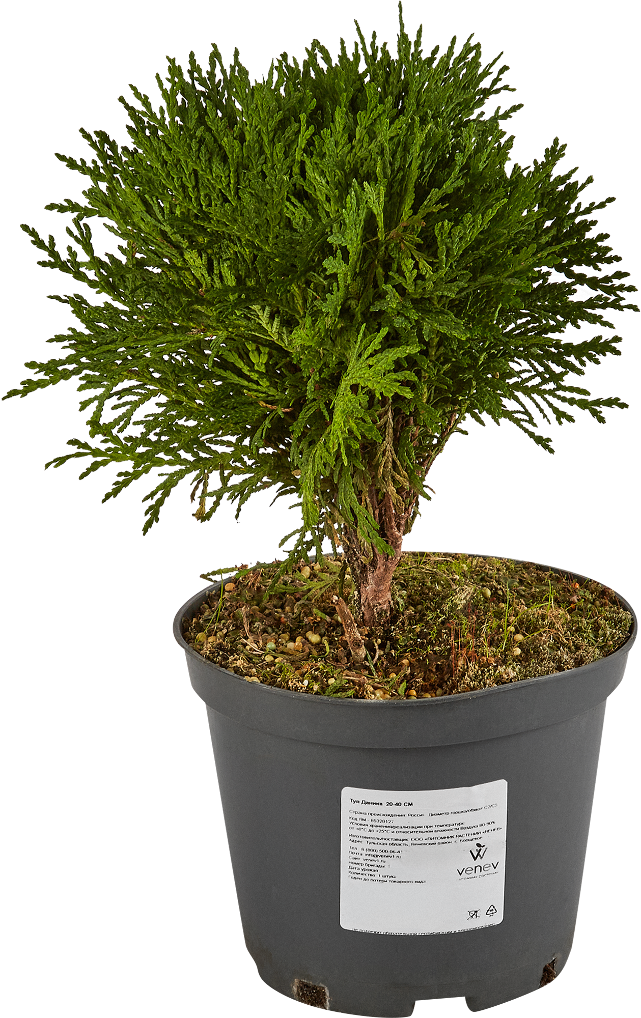 Изображение товара Туя Даника 20-40 см, вечнозеленый хвойный саженец для ландшафтного дизайна