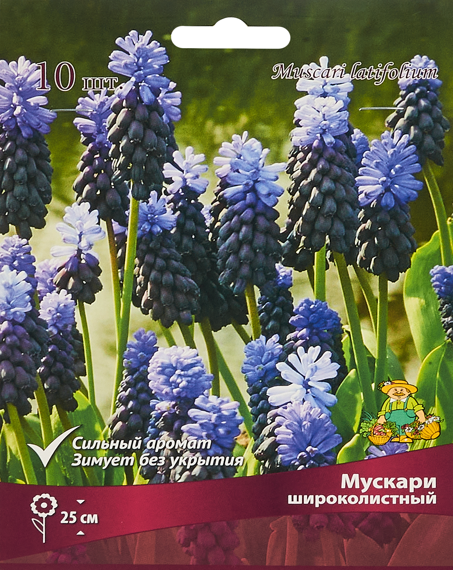 Изображение товара Мускари широколистный, 10 шт