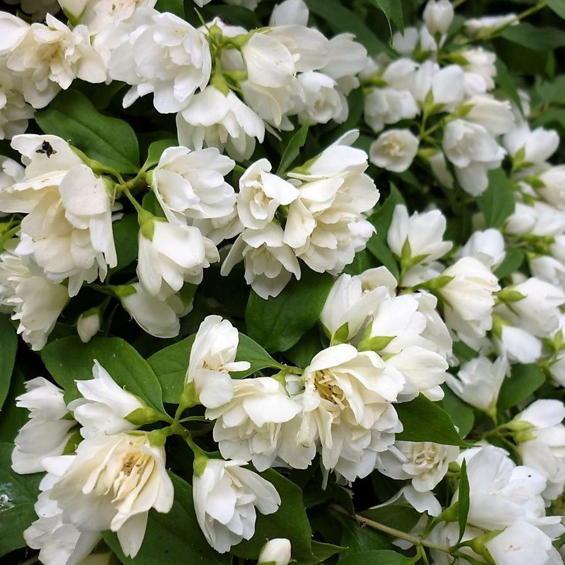 Изображение товара Чубушник венечный Балет мотыльков ø15 h40 см