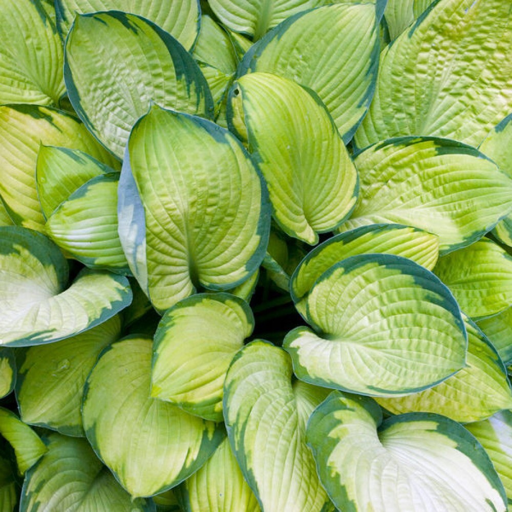 Изображение товара Хоста Голд Стандарт ø15 h25 см