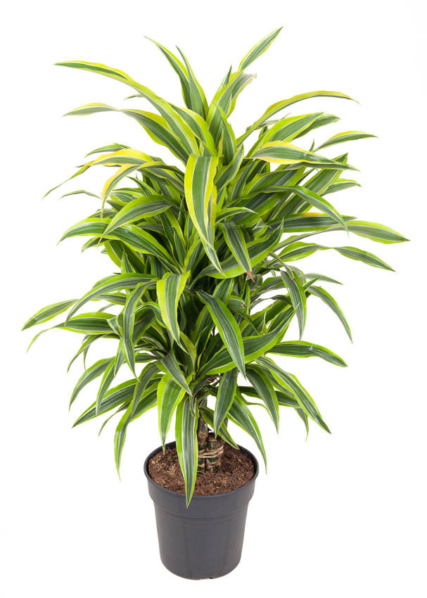 Изображение товара Драцена Лимон Лайм ø24 h80-90 см