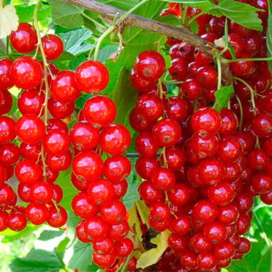 Изображение товара Смородина красная Асора ø22 h20 - 40 см Изображение товара Смородина красная Асора ø22 h20 - 40 см