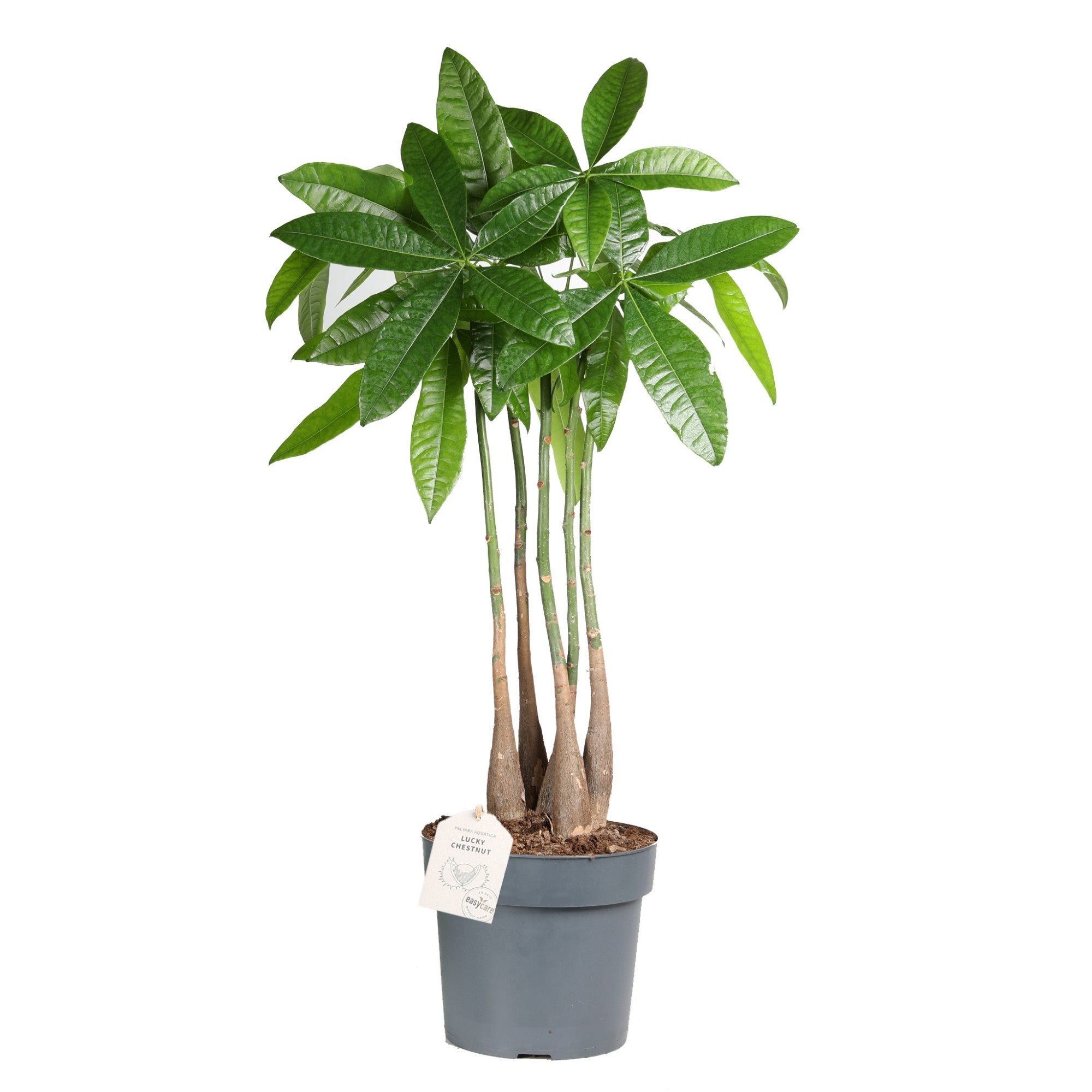 Изображение товара Пахира Акватика ø24 h100 см