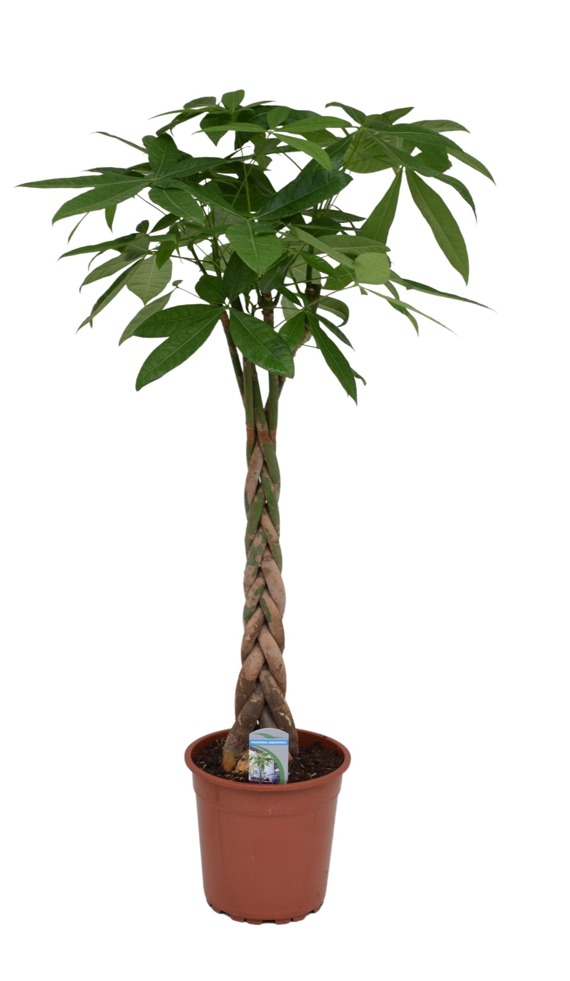 Изображение товара Пахира Аква ø24 h110 см