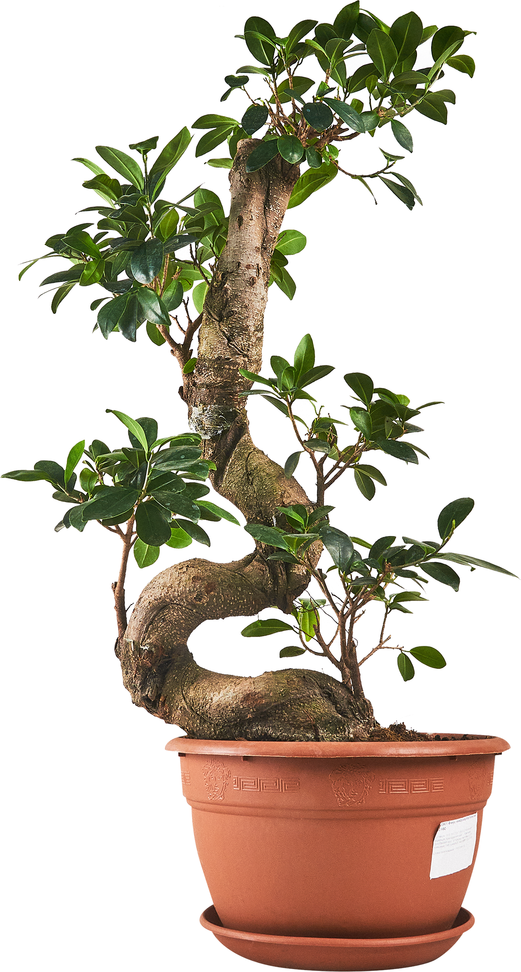 Изображение товара Фикус Микрокарпа Бонсай ø30 h90 см — декоративное комнатное растение