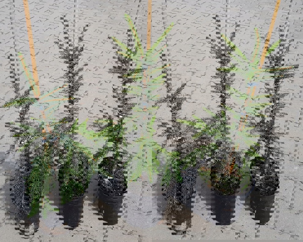 Ель натуральная Сербская h60 - 70 см ️ купить по цене 1212 ₽/шт. в ...