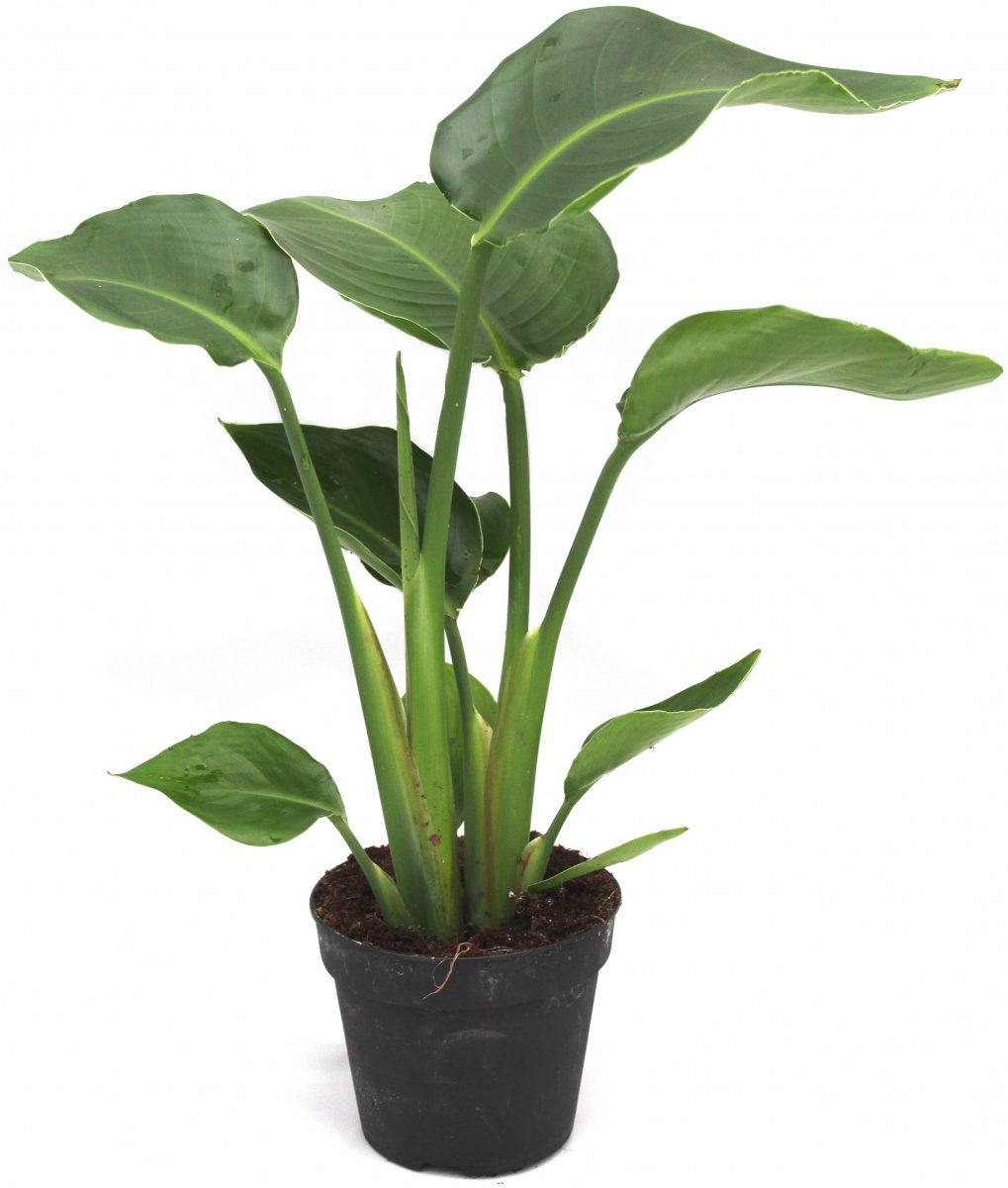 Изображение товара Стрелиция Королевская o19 h90 см